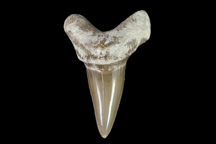 Cretaceous Cretoxyrhina Shark Tooth - Kansas #93794